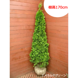 エメラルドグリーン　【コニファー　北欧スタイル　ニオイヒバ　スマラグド　庭木　常緑樹　目隠し　垣根　生垣　ガーデニング シンボルツリー】
