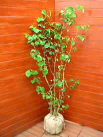 マルバノキ【シンボルツリー　庭木　植木】