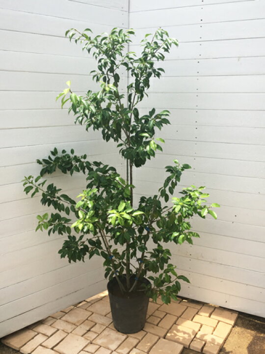 楽天市場 ソヨゴ 雌木 シンボルツリー 植木 庭木 常緑樹 垣根 目隠し 生垣 ガーデニング ファインガーデン