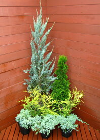 楽天市場 植木 種類 植物 コニファー ガーデニング 農業 花 ガーデン Diy の通販 楽天市場 植木 種類 植物 コニファー ガーデニング 農業 花 ガーデン Diy の通販