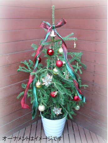 楽天市場 カナダトウヒ白い鉢入り リボン付き クリスマスツリー コニファー 北欧スタイル クリスマスツリー本物 もみの木 グラウカトウヒ 庭木 植木 ガーデニング ファインガーデン