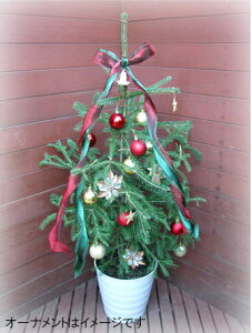 クリスマスツリー 鉢 植木 盆栽の通販 価格比較 価格 Com
