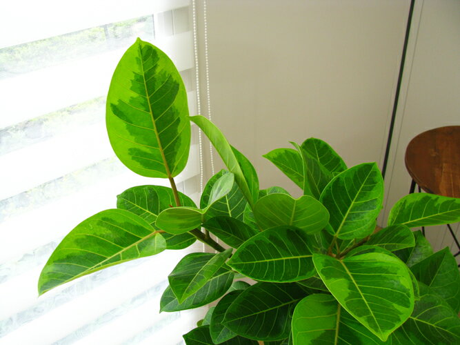 楽天市場 観葉植物 アルテシーマ ファインガーデン