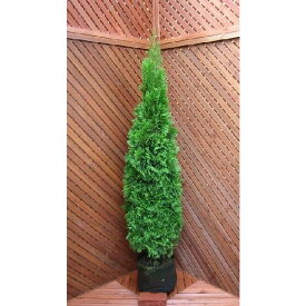 エメラルドグリーン140センチ　【コニファー　北欧スタイル　ニオイヒバ　スマラグド　植木　庭木　常緑樹　目隠し　垣根　生垣　ガーデニング シンボルツリー】
