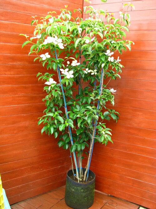 楽天市場 常緑樹 常緑ヤマボウシ ファインガーデン