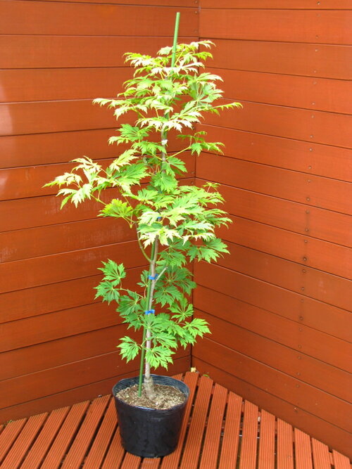 楽天市場 マイクジャク モミジ カエデ 植木 庭木 ガーデニング ファインガーデン