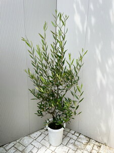 目隠し ツリー 観葉植物の人気商品 通販 価格比較 価格 Com 目隠し ツリー 観葉植物の人気商品 通販 価格比較 価格 Com
