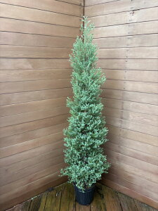 パープルフェザー140cm 【コニファー 北欧スタイル 庭木 植木 コニファー販売 クリスマスツリー ガーデニング】