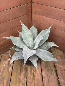 AJx@IoeBtHAy؁@A؁@A@K[fjOz