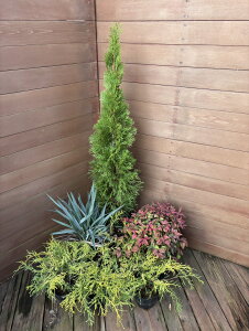 Rjt@[4_ƃI^tNieƃfBAlu[Xg[5_ZbgyRjt@[@kX^C@؁@A؁@K[fjOz