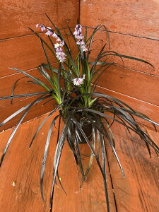 RNEyʗ OhJo[̒ A  K[fjOz