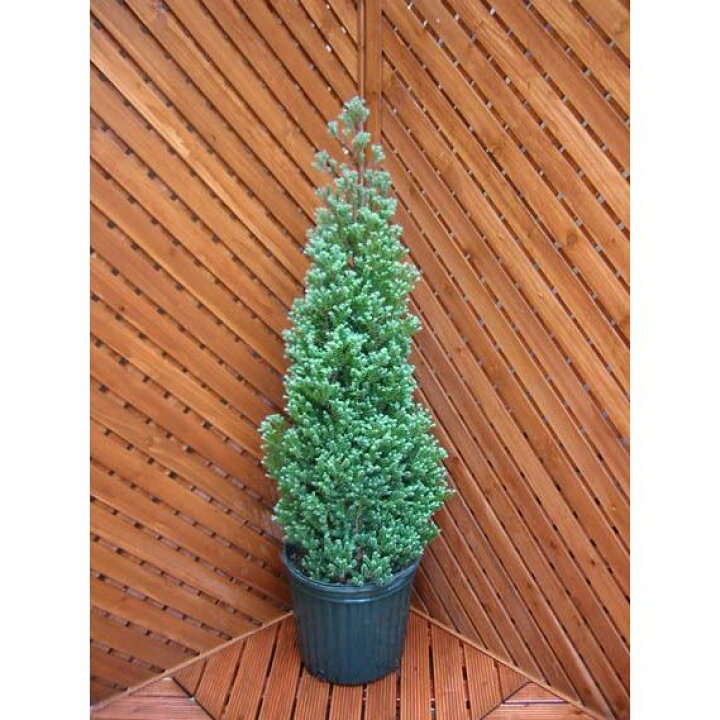 楽天市場 パープルフェザー コニファー 北欧スタイル 植木 庭木 コニファー販売 クリスマスツリー ガーデニング ファインガーデン