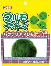 楽天市場 バクテリア まりもの通販