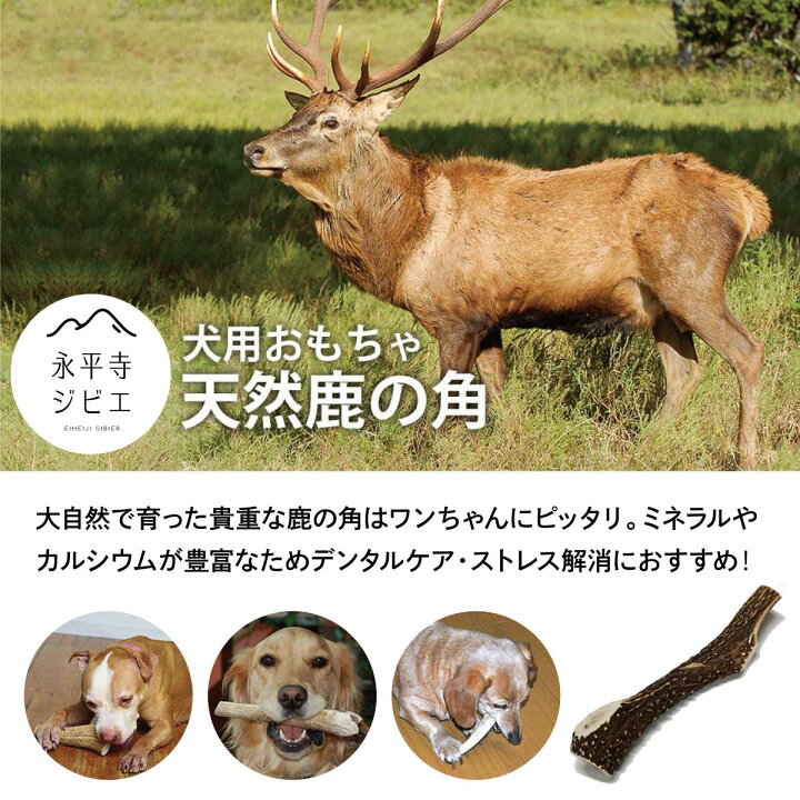 楽天市場 永平寺産 天然鹿の角 Ss 犬 おもちゃ 永平寺ジビエ 鹿 角 デンタルケア 歯 丈夫 硬い ストレス解消 ストレス発散 小型 子犬 中型 大型 小物 骨 ボーン おやつ ガム 安心 安全 Baby West