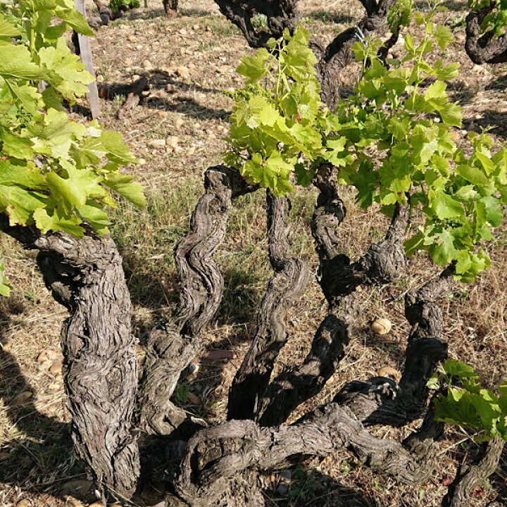 楽天市場 凝縮された渾身の一本 シャトー ド モンフォーコン ヴァン ド ムッシュー ル バロン 赤 12 750ml 1 V072 お酒の専門店ファースト