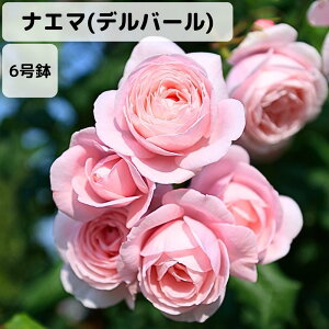 y\̔ 10/1ȍ~oׁzoc 6 iG}(fo[) | Yc 6Ai  KN ԕc