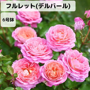 y\̔ 10/1ȍ~oׁzoc 6 tbg(fo[) | Yc 6Ai  KN ԕc