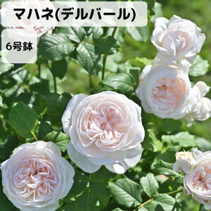 y\̔ 10/1ȍ~oׁzoc 6 }nl(fo[) | Yc 6Ai  KN ԕc