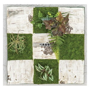 ^JV[ GD-201KF 33541100 ǖʃAW K (t[t)45cm×45cm plHA tFCNO[ GD-201KF [@l]