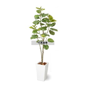 タカショー GD-230L 33383700 ウンベラータ 2.1m 室内用 観葉植物 人工植物 GD-230L [法人限定]