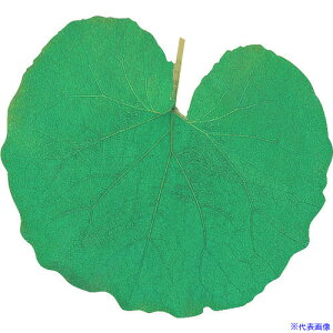 TKG }R[ ^NAV[g(200) 65781 ~jEӂ QKL1801(1944558)[ʓrς][@lEƏ][fO]