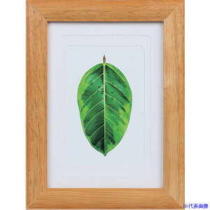 Kenko 1250174 ʐ^ S̖ `[N PS|GM|TI PSGMTI(4144167)