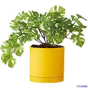 ��NAIKI �l�H����(�����X�e���u�b�V�� AGF110TRPY(6908937)[�����ʓr�����ς�][�@�l����][�f�O���]