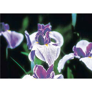 �����H�[ ���S�W�� PH-11 �w�A�C���X�x �ҁ`�ŗp�ʐ^�X�e�b�J�[ 297×420mm �X�e�b�J�[[�ԕi�s���i]