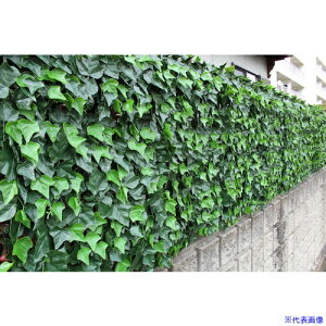 TASSCOM AO[tFX ACr[ TAN797(5366951)[@lEƏ][O]