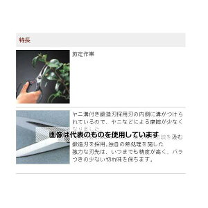 AXR[|[V 228mm ͂݁EA EA540BG-2 F1{