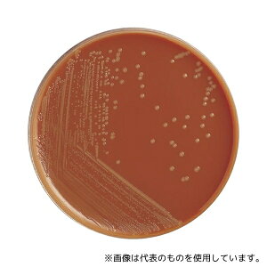 Ã_CAOmXeBNX 51053 AL[g`R[gV|n?EXII10