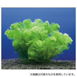 AY J{o Ep 1(10) [zi][@l]