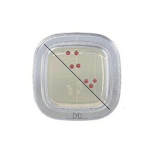 �h�����w �؂���`�F�b�N?DD DD���V�|�n 1���i100�����j PD0002 1��(100����)