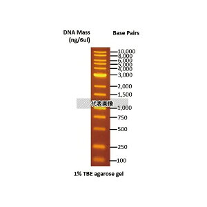 �A�Y����(AS ONE) DNA�d�C�j���}�[�J�[ 100�`10000bp DM115-0100 1��
