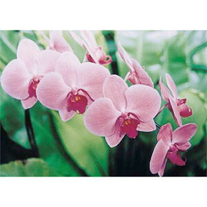 �����H�[ ���S�W�� PH-7 �w�R�`���E�����x �ҁ`�ŗp�ʐ^�X�e�b�J�[ 297×420mm �X�e�b�J�[[�ԕi�s���i]