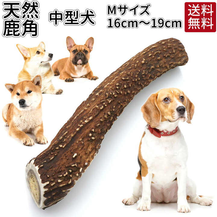 楽天市場 鹿の角 16 19cm ガム おまけ付 送料無料 犬 おやつ 無添加 どっぐふーどる 国産 鹿角 口臭予防 歯石取り おもちゃ 犬のおやつ ドックフード 歯磨きガム 歯石 グッズ 犬おやつ デンタルケア 犬のガム はみがき ハミガキ 犬用おやつ ペットフード ペット 口臭