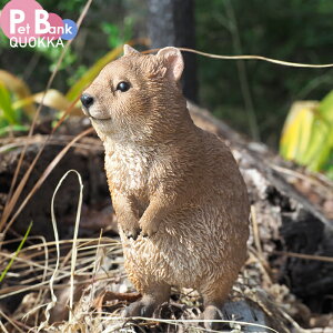 PET BANK �N�A�b�J �����r�[ ������ �C���e���A �u���� ���킢�� ���� �y�b�g JAZA��t QUOKKA magnet �}�O�l�b�g