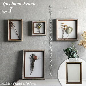 Specimen Frame XyVt[ 1 ʐ^ tHgt[ LoXn magnet