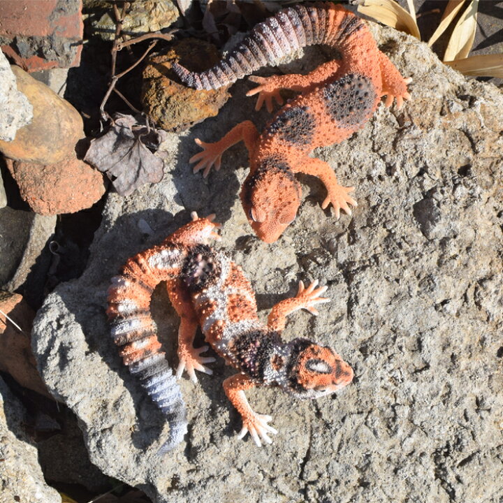 楽天市場】ニシアフリカトカゲモドキ FAT TAILED GECKO フィギュア 