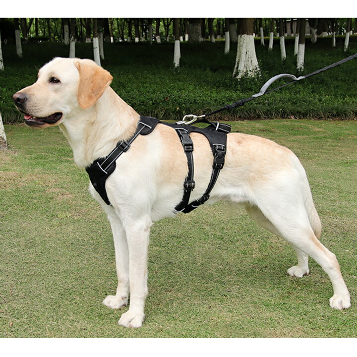 楽天市場】在庫処分 犬 ハーネス 中型犬 大型犬 胴輪 犬ハーネス 