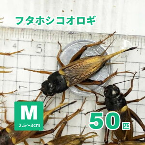 フタホシコオロギ Mサイズ 50匹セット【生き餌】※エサ用 ※死着補償有り(地域限定) 爬虫類 両生類 大型魚 小動物