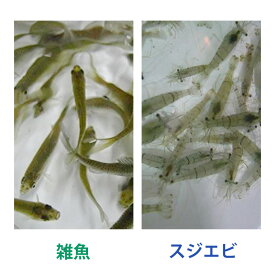 雑魚 ・川魚 30匹／スジエビ 30匹【生き餌】 ※クール便【活きエサお試しアソートセット】※死着補償有り（地域限定）【活きエサ、冷凍エサとの同梱不可】