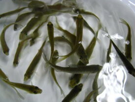 雑魚（ざこ）100匹セット（エサ用川魚）【生き餌】活魚 ※死着補償有り（地域限定）釣り餌、カワセミ撮影にも【クール便】【活きエサ、冷凍エサ同梱不可】