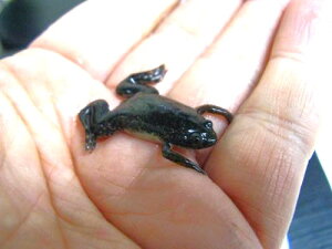 GTp@cKG@50CZbgyaz⏞L(n)wN[ցxyGTAⓀGTƂ̓sz