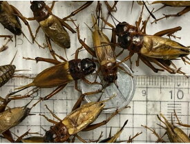 フタホシコオロギ Mサイズ 50匹セット 【生き餌】※死着補償有り（地域限定）活きエサ、爬虫類 両生類 大型魚 小動物