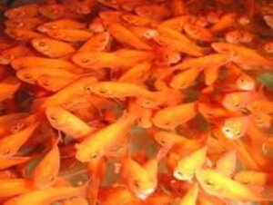 ԁij500C@GTp@p@⏞Linj