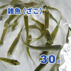 雑魚（ざこ） 30匹セット（エサ用川魚）【生き餌】※死着補償有り（地域限定）釣り餌、カワセミ撮影にも【クール便】【活きエサ、冷凍エサとの同梱不可】