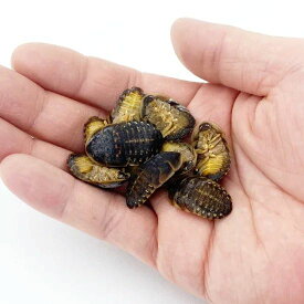冷凍デュビア（2cm）100匹　冷凍エサ【クール便】