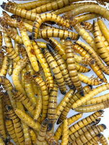 ⓀWCAg~[@100C@(WCAg[)@~[@ⓀGT@N[