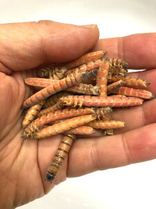 ⓀWCAgbh~[@100C@(bh[)@ⓀGT@N[